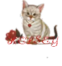 CAT WITH ROSE