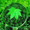 weed