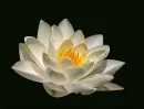Water Lily