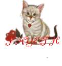 CAT WITH ROSE