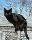 Ravenpaw at Barley's barn