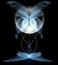 blue butterfly