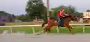 racing horse