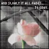 fades to gray