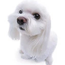 white dog