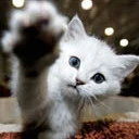 kitten