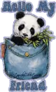 Hello my friend panda
