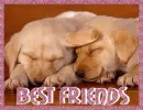 Best Friends