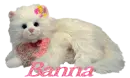 Banna's white cat