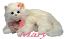 Mary's white cat