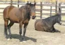 Horses
