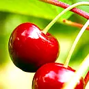 cherries