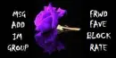 La Rose Pourpre CT