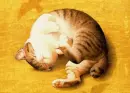 dreaming
