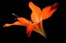 Orange Lily