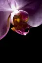 Purple Orchid