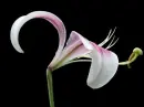 Pink Lily