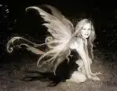 fairy