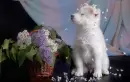 cute dog