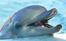 dolphin