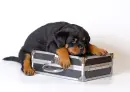 cute lovely dog