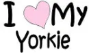 yorkielove