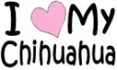 chihuahualove