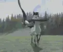 spirit, mustang, orzeÅ‚, koÅ„, horse