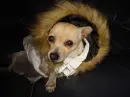 chula