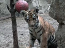 to cute tigers