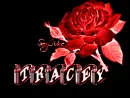 tracey