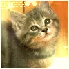 kitty
