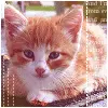 cute kitty