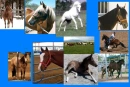 horse