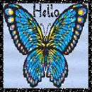 colorful butterfly