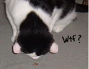 wtf?