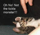kitten