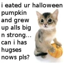 young cat
