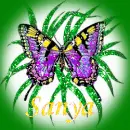 colorful butterfly,Sanya