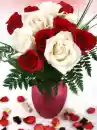 ROSES  FOREVER