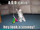 kitten