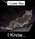 cat knows your feels