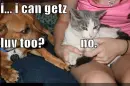 cat and dog