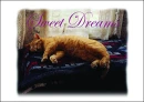 Cat sleeping