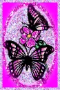 two butterflies and a flower
