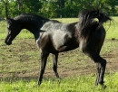arabians