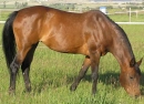 arabians