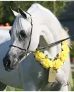 horses
