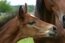 horses
