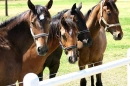 horses